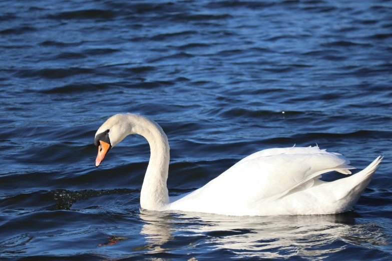 a swan that is sitting in the water