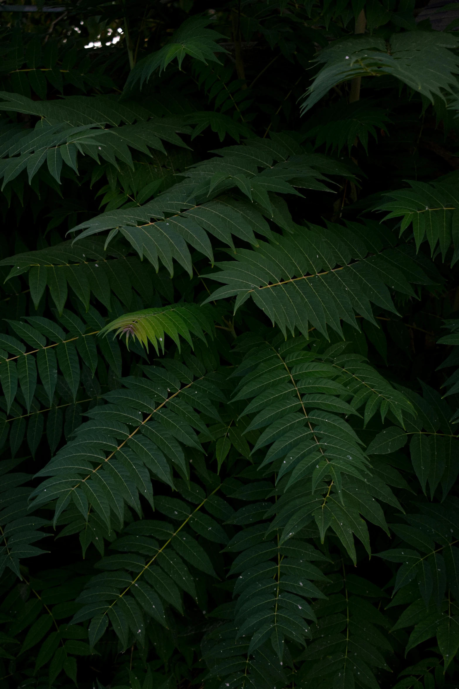 the nch of a leafy tree is seen with water droplets