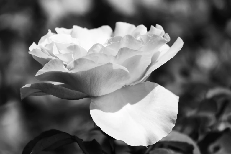 a large rose sitting on top of a bush