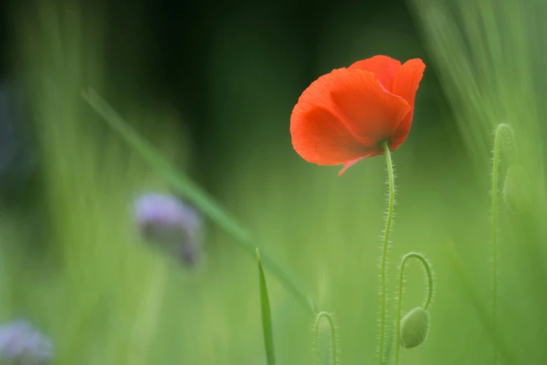 a single red flower sitting in a lush green field