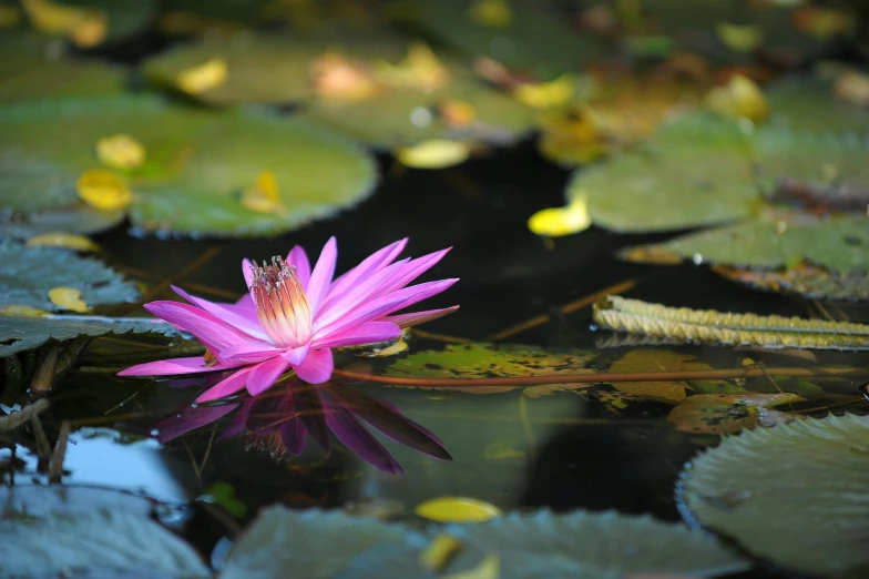 a bright pink water lily with many green leaves around it