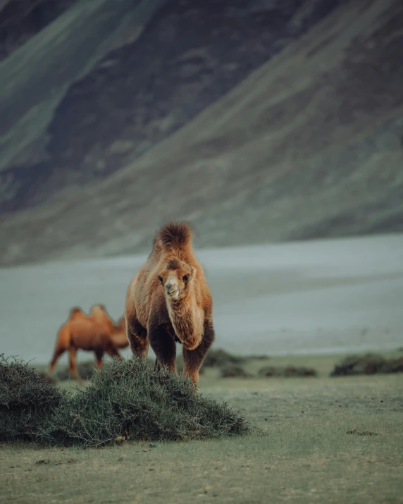 two camel standing near each other on a field