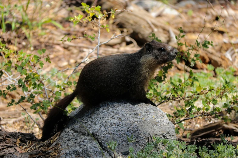 a small animal sits on top of a rock