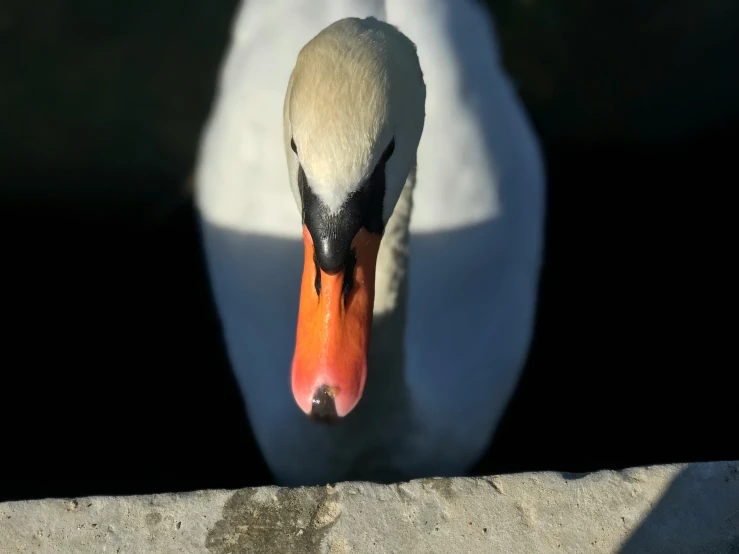 there is a bird that is walking down the street