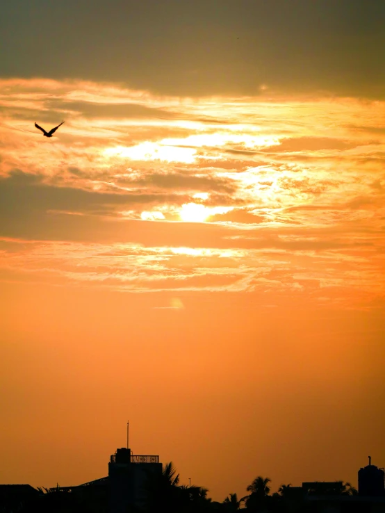 a large bird flying high in the sky