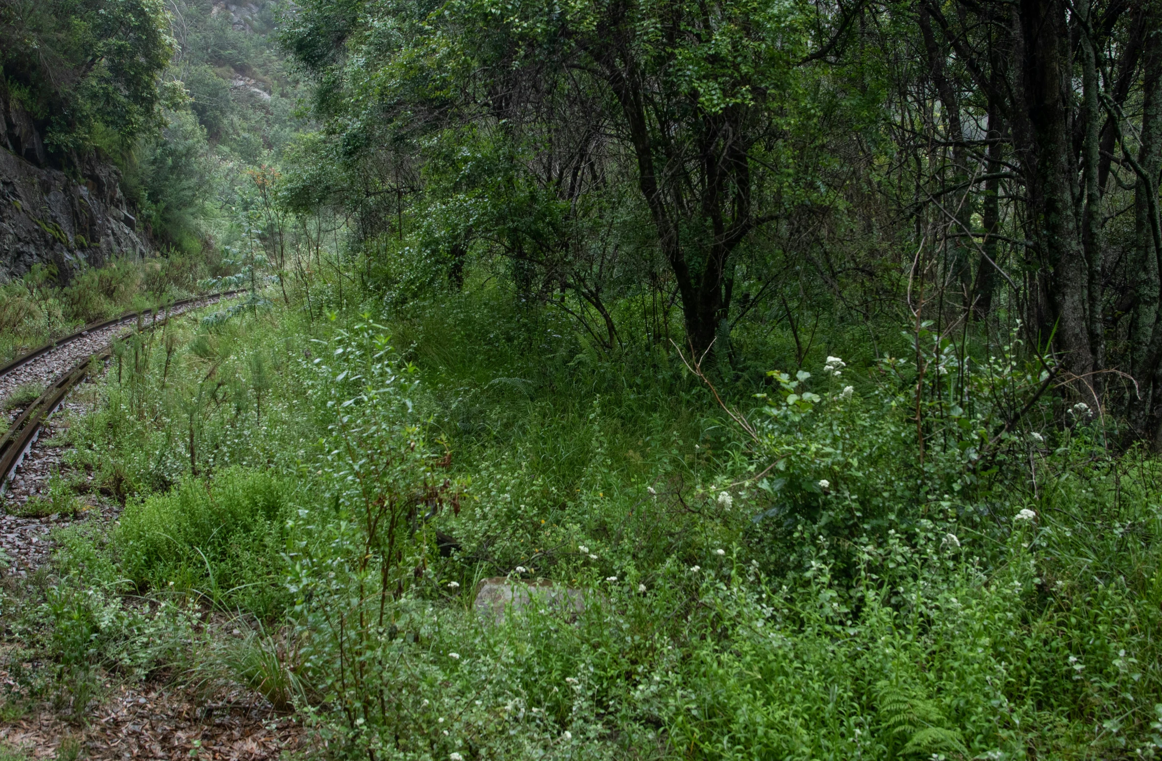 a field full of bushes and weeds next to a railroad track