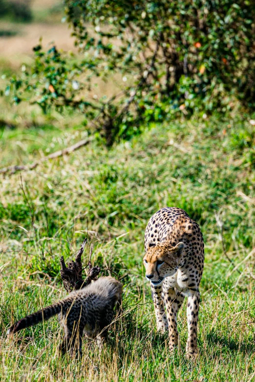 cheetah with derach in its mouth walking towards the camera