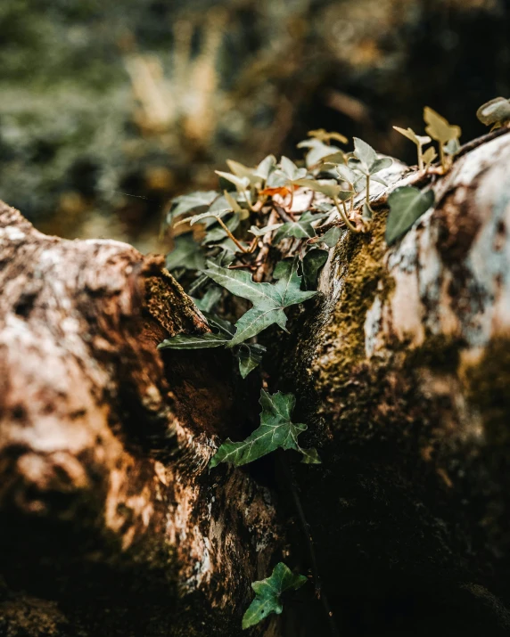 a very small green plant growing on a rock