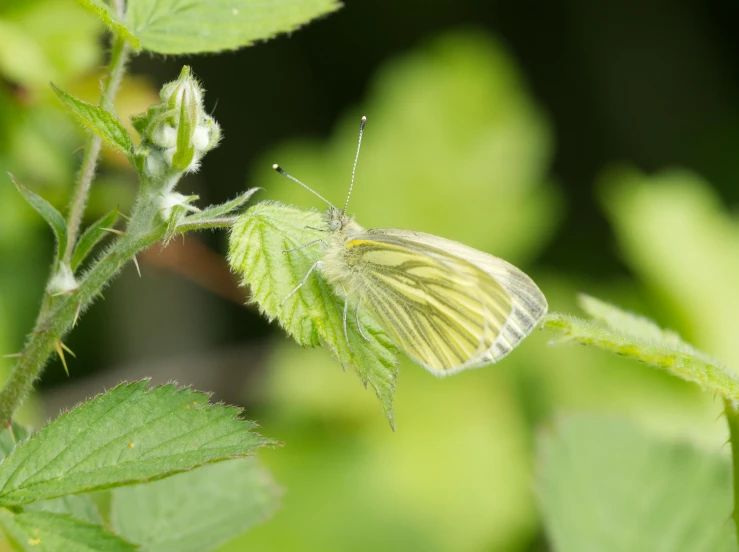 a white and black erfly sitting on top of a green leaf
