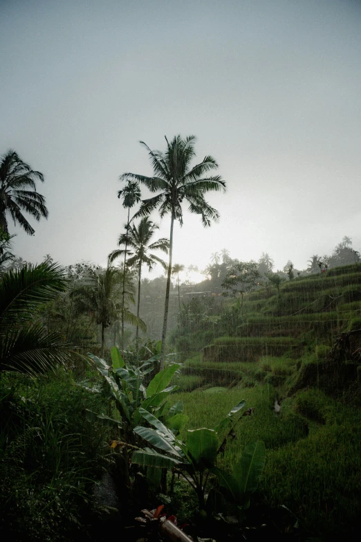 a forest with trees and bushes in the rain