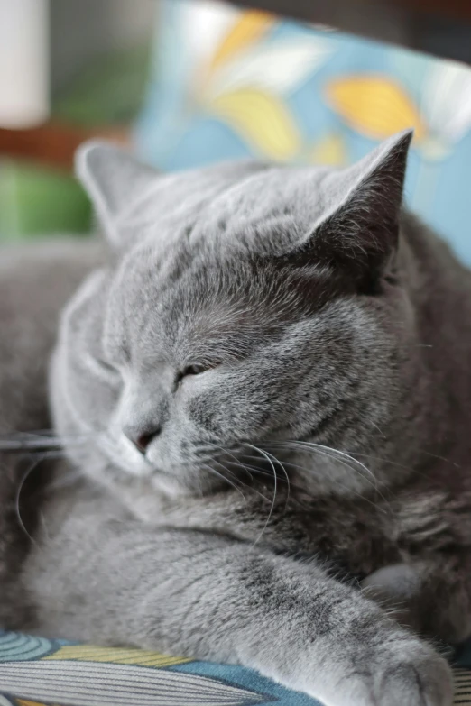 a gray cat is sleeping on a patterned chair