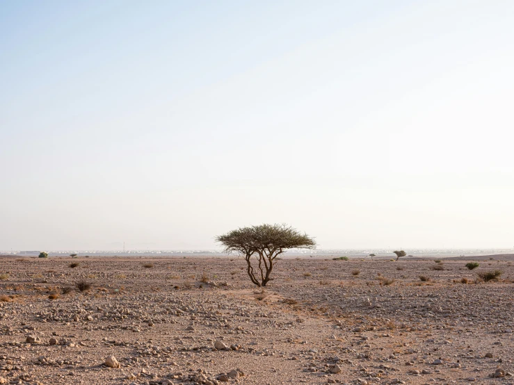 the tree is standing in the middle of the desert