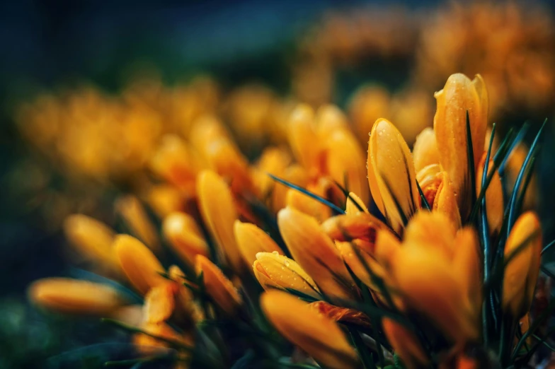 an orange flower with green stems in closeup