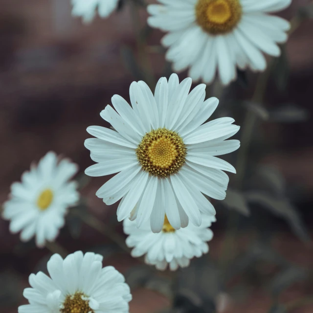 white flowers sitting on top of a bush near a brick wall