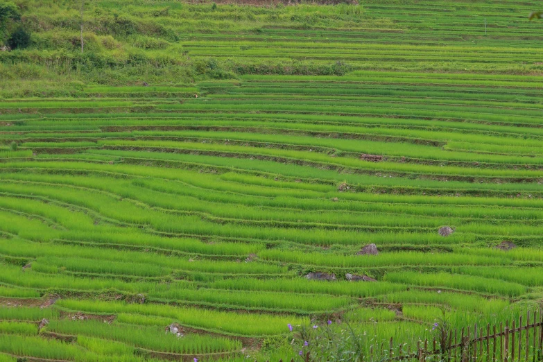 the top of a large hill with many rows of green grass