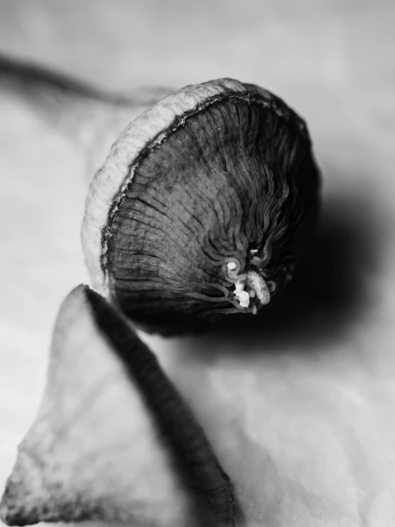 a black and white pograph of an apple