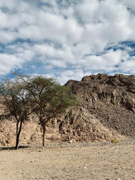 two trees are in a barren area near a mountain