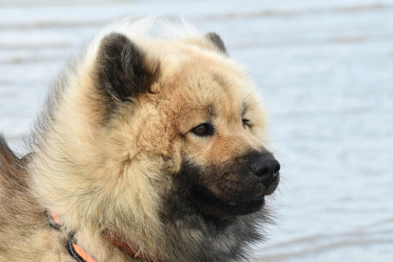 this chow is looking to the left for somebody to take his po