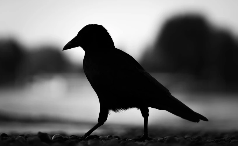 a black bird that is standing by itself