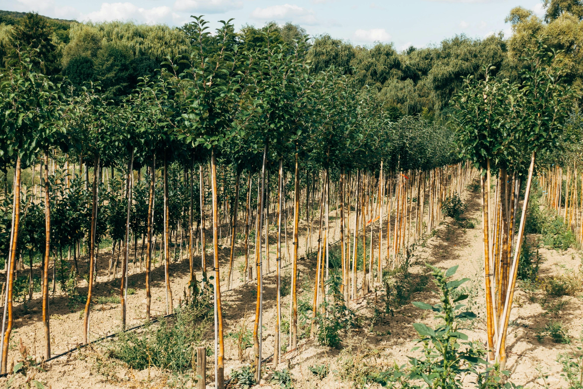 a group of trees in the middle of the field