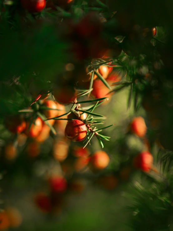 a bunch of berries hanging on top of a tree