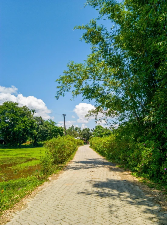 the view of a dirt path with trees on either side