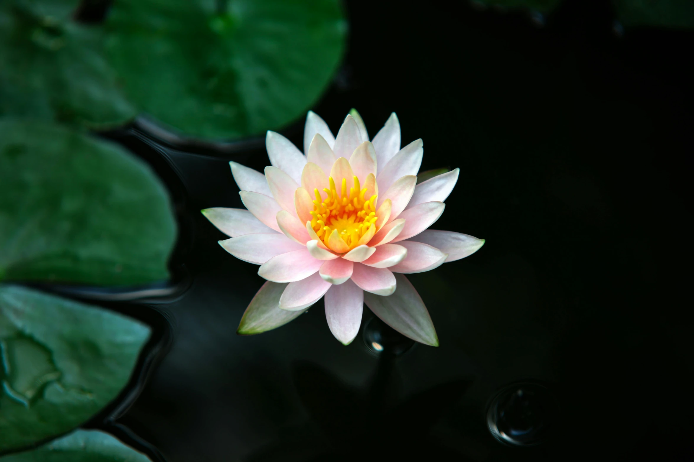 a water lily with yellow center in the middle of water