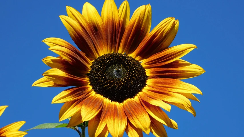 sunflower in a garden with blue sky
