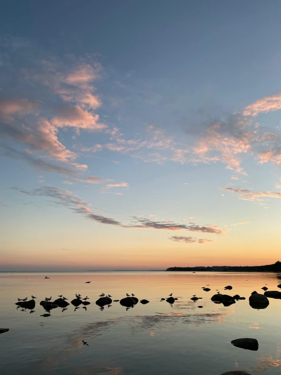 birds in the water at dusk with rocks and plants