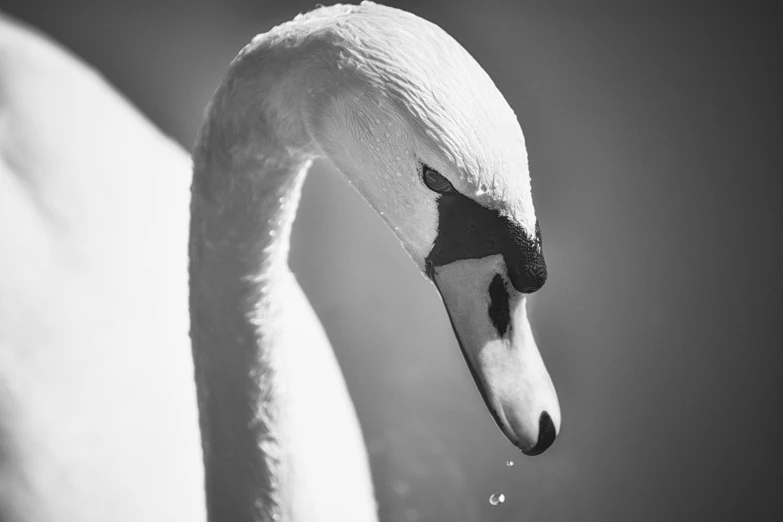 the swan is in black and white with a water drop