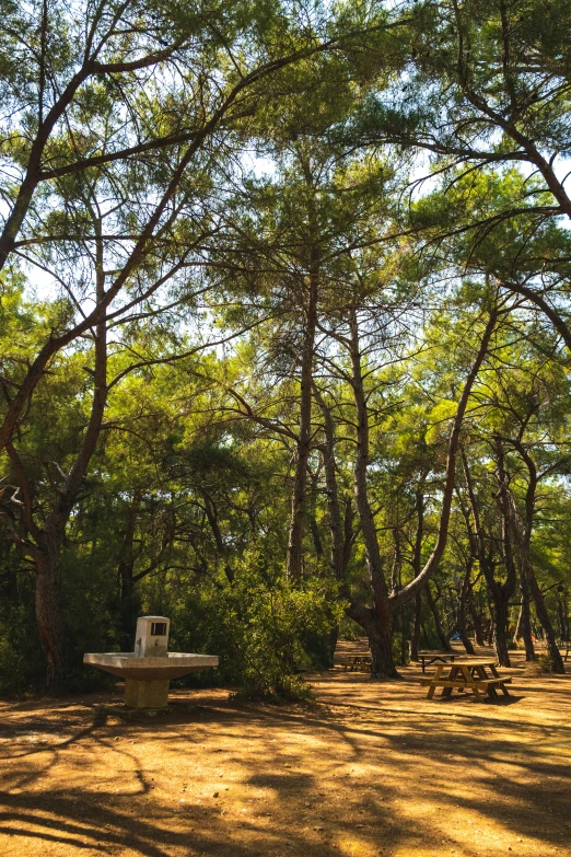 a bench in the middle of a forest with lots of trees