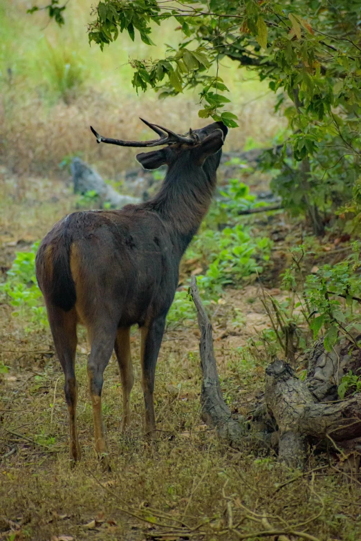 a deer eating leaves off a tree nch