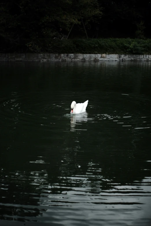 a single swan floating in a lake next to trees