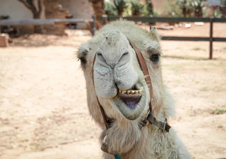 a lama smiling and showing its teeth and head