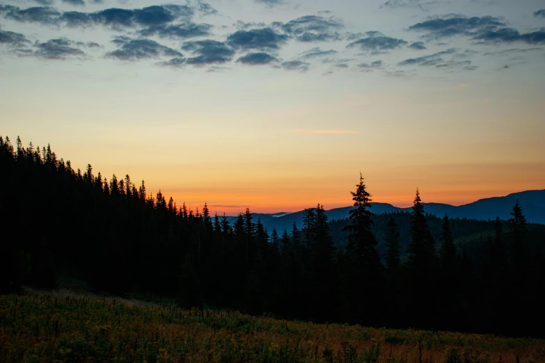 the silhouette of a forest with trees and mountains in the distance