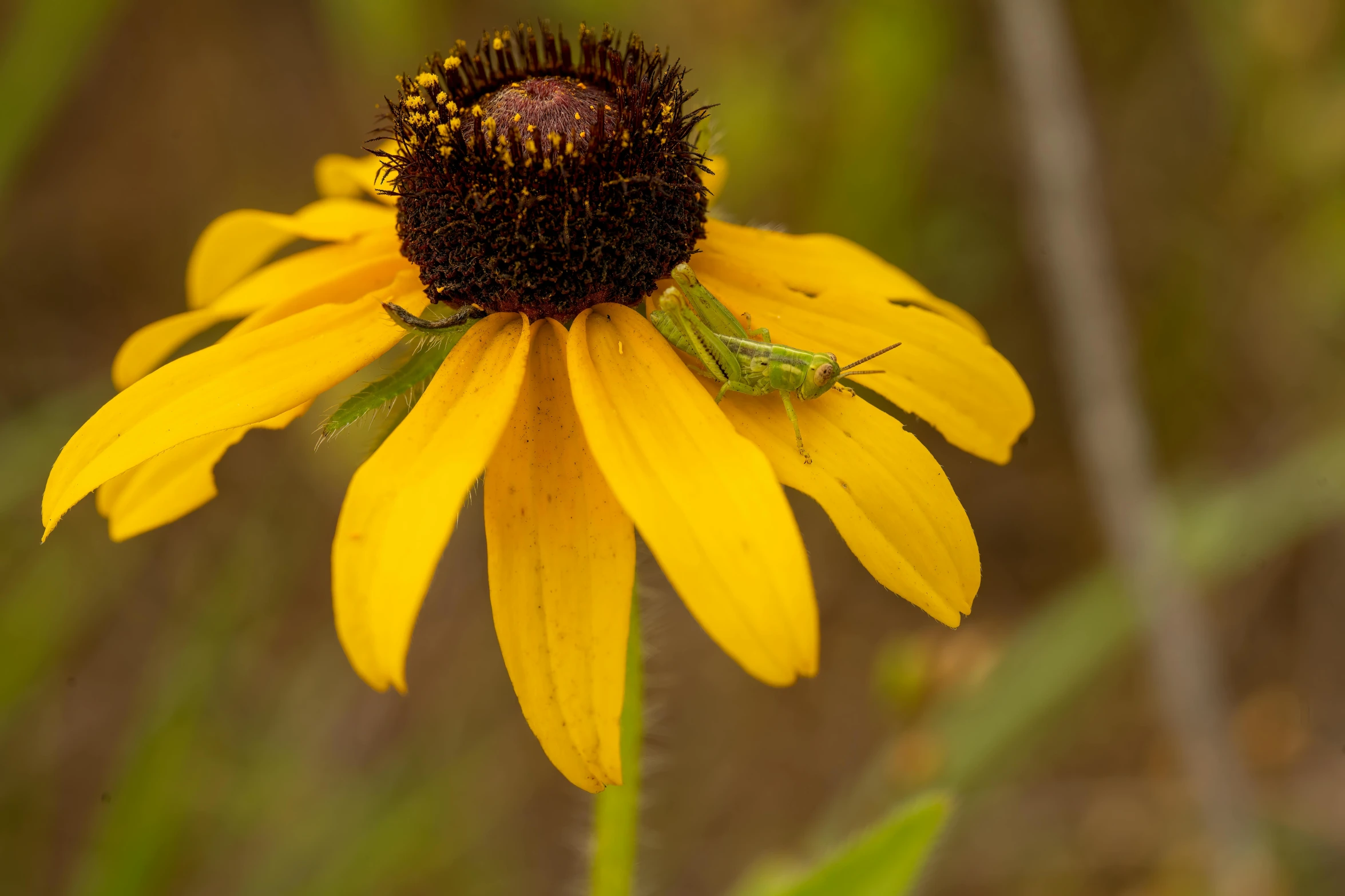 a green bug resting on a yellow flower