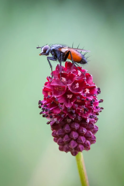 two flies on top of a flower while another flies away