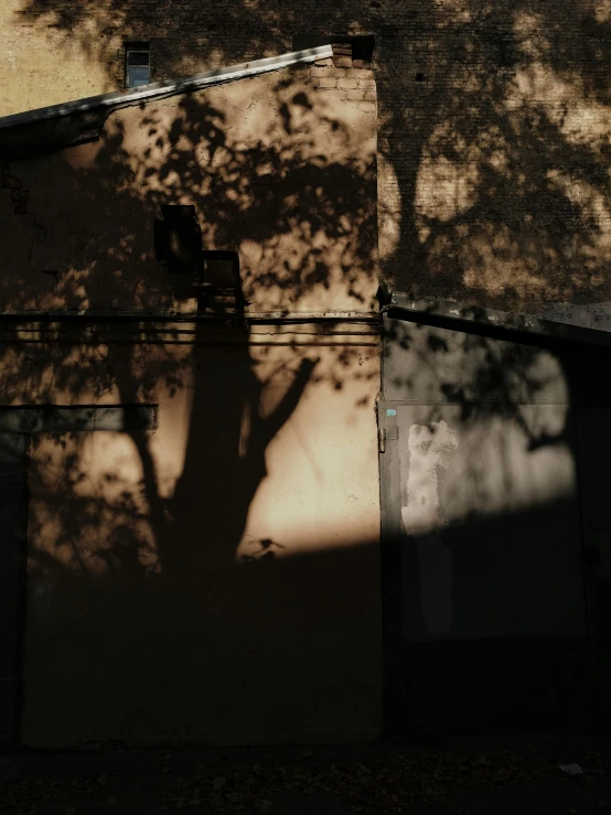 a shadow of a tree on the side of a building