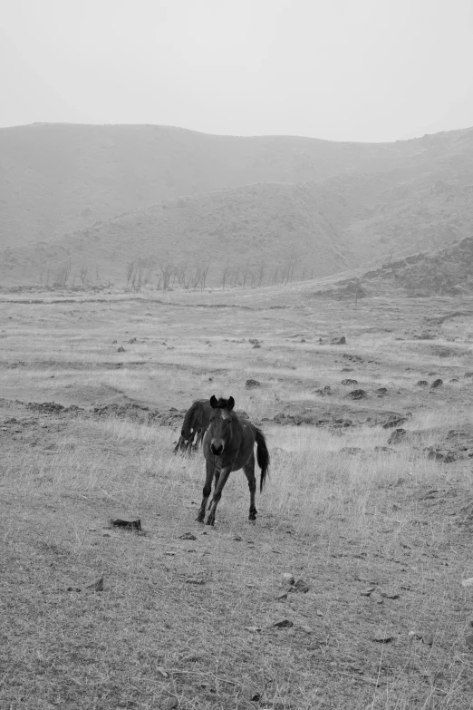 two horses grazing in the middle of a field