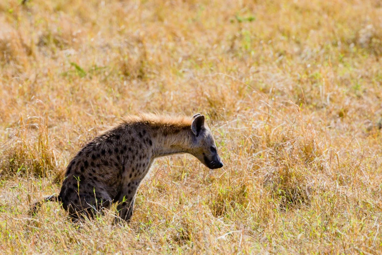 an adult hyena looking back while walking through tall grass