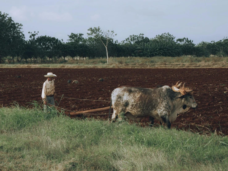 a farmer using a large oxen to plow his land