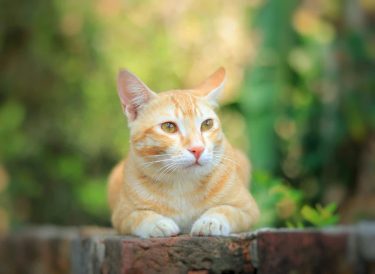 an orange cat sitting on top of a brick fence