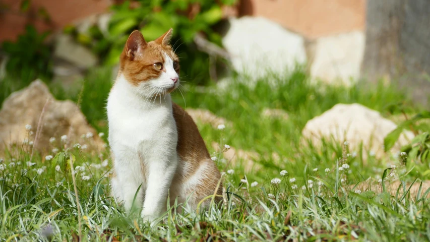 an orange and white cat is sitting in the grass