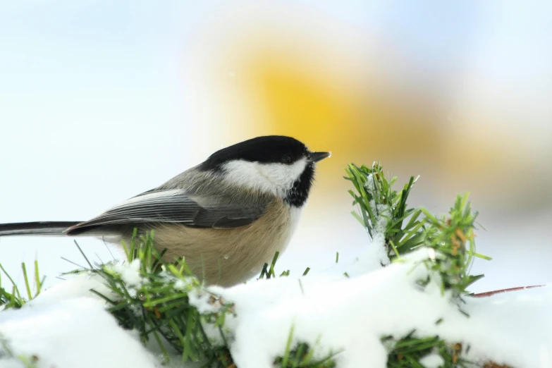 a bird is perched on the nch in the snow