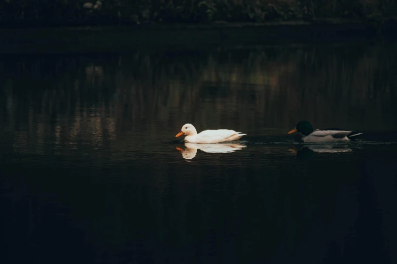 two white ducks swimming across a body of water