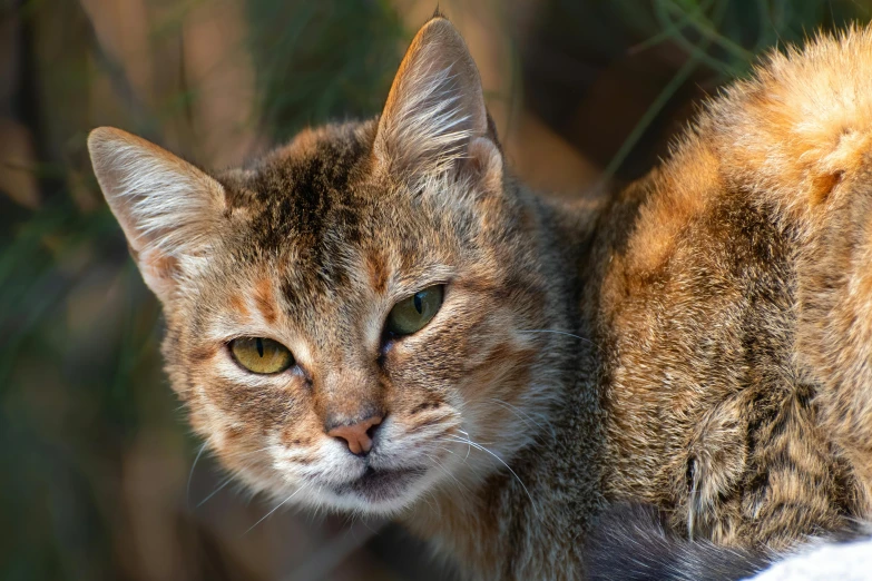 the brown cat has a thick fur ball around its neck