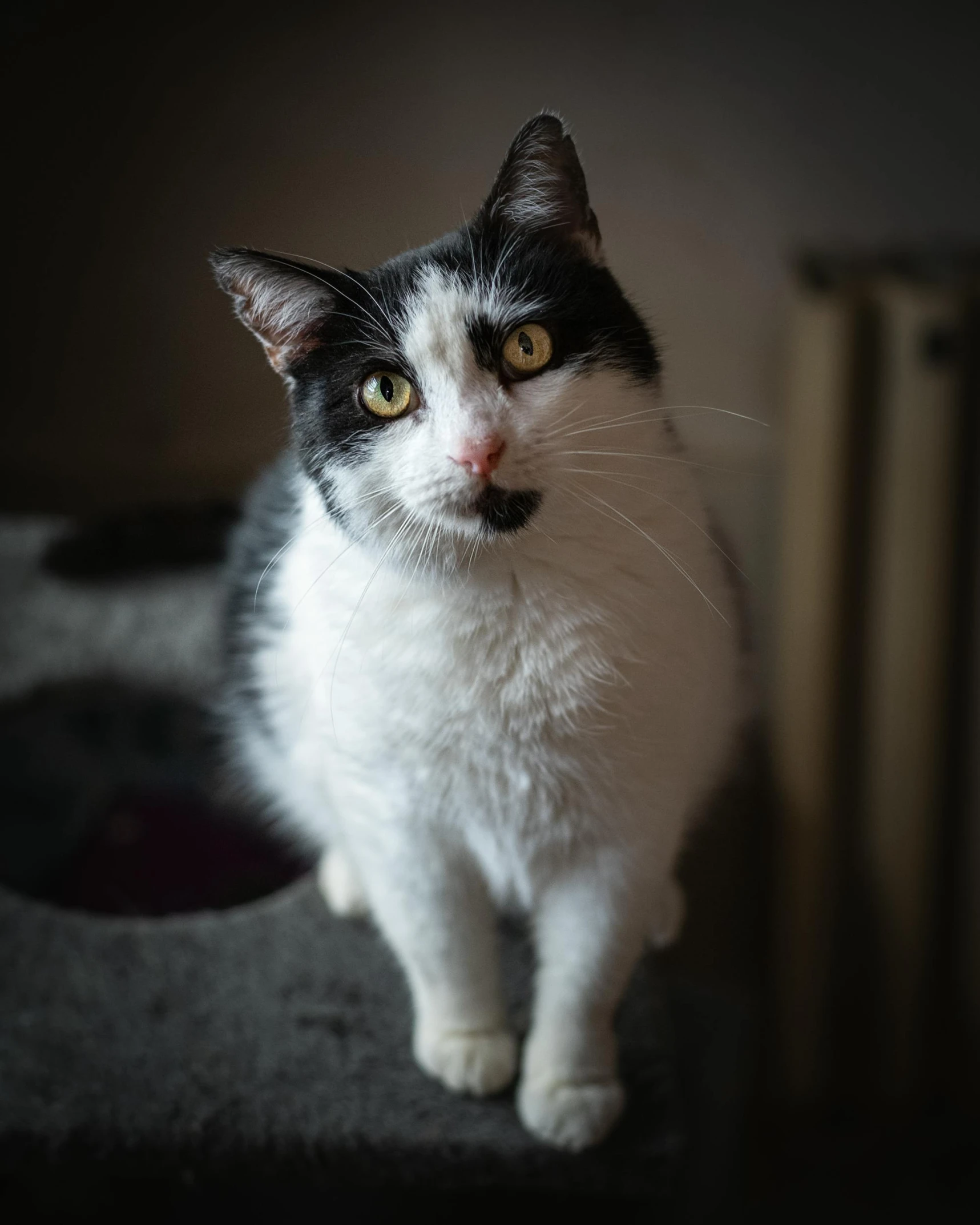 a cat that is sitting on top of a table