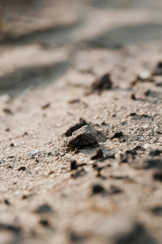 a small, small bug crawling on the beach