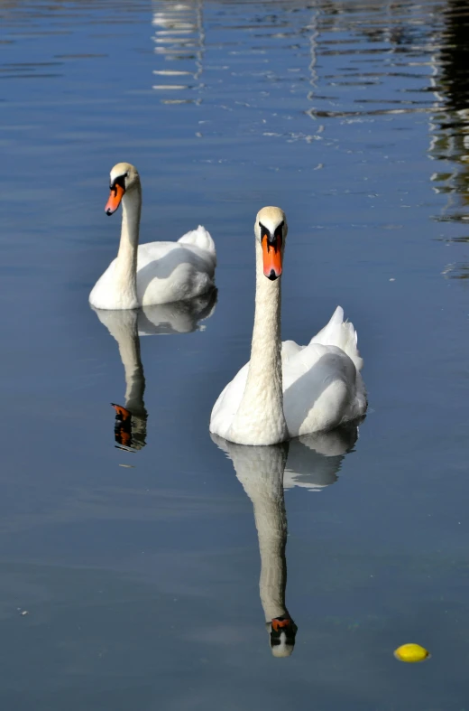 two swans in the water with a yellow ball