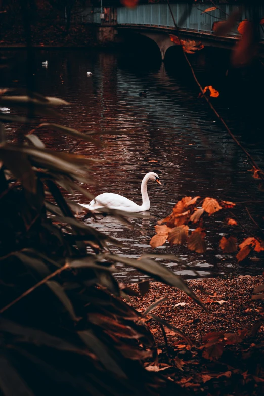 a white swan swimming in some water under a bridge